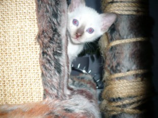 2010_shytara_BB_semaine5_6.JPG