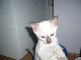 2010_shytara_BB_semaine5_7.JPG