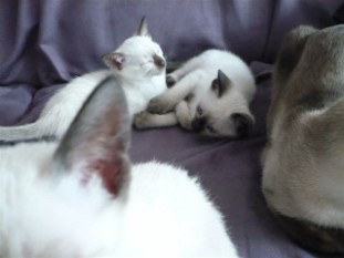 2010_shytara_BB_semaine7_1.JPG