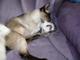 2010_shytara_BB_semaine7_2.JPG