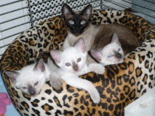2010_shytara_BB_semaine7_5.jpg