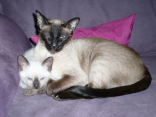 2010_shytara_BB_semaine7_8.jpg