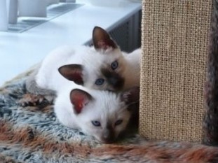 2010_shytara_BB_semaine7_9.jpg