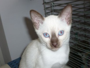 2010_shytara_BB_semaine9_Chula_1.JPG