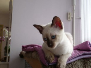2010_shytara_BB_semaine9_Chula_2.JPG