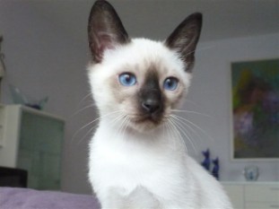 2010_shytara_BB_semaine9_Jimmy.JPG