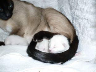 2011_shytara_BB_semaine1_1.JPG