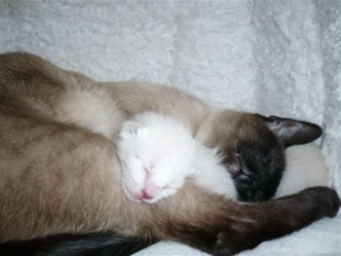 2011_shytara_BB_semaine1_2.JPG