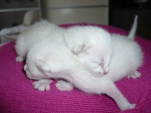 2011_shytara_BB_semaine1_3.JPG