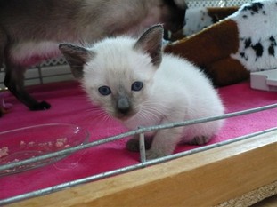 2011_shytara_BB_semaine5_1.JPG