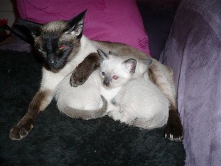 2011_shytara_BB_semaine5_3.JPG