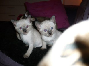 2011_shytara_BB_semaine5_4.JPG