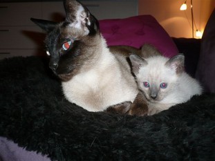 2011_shytara_BB_semaine5_5.JPG