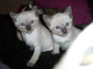 2011_shytara_BB_semaine8_1.jpg