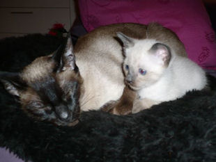 2011_shytara_BB_semaine8_2.jpg