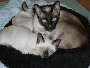 2011_shytara_BB_semaine8_4.jpg