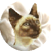 arriereplan_siameseback_3_bouton3.gif