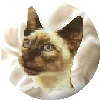 arriereplan_siameseback_3_bouton4.gif