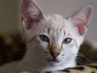 shatazou_BB_semaine11_70_sealtabby.jpg