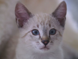 shatazou_BB_semaine11_71_sealtabby.jpg