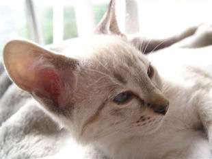 shatazou_BB_semaine11_72_sealtabby.jpg