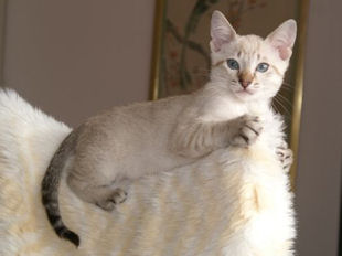 shatazou_BB_semaine11_73_sealtabby.jpg