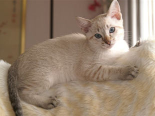 shatazou_BB_semaine11_74_sealtabby.jpg