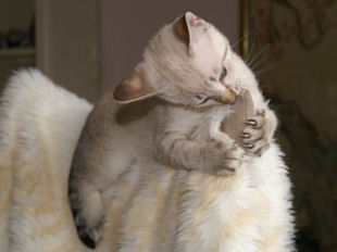 shatazou_BB_semaine11_75_sealtabby.jpg
