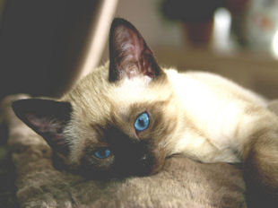 shatazou_BB_semaine9_44_akira.jpg