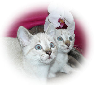 shatazou_BB_semaine9_49_sealtabby.jpg