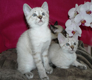 shatazou_BB_semaine9_50_sealtabby.jpg