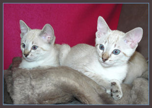 shatazou_BB_semaine9_51_sealtabby.jpg