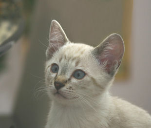 shatazou_BB_semaine9_52_sealtabby.jpg