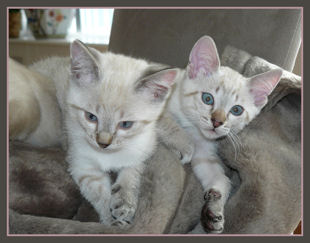 shatazou_BB_semaine9_53_sealtabby.jpg