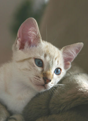 shatazou_BB_semaine9_54_sealtabby.jpg