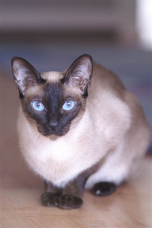 shatazou_shytara_4.jpg